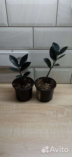 Замиокулькас равен (черный ворон)