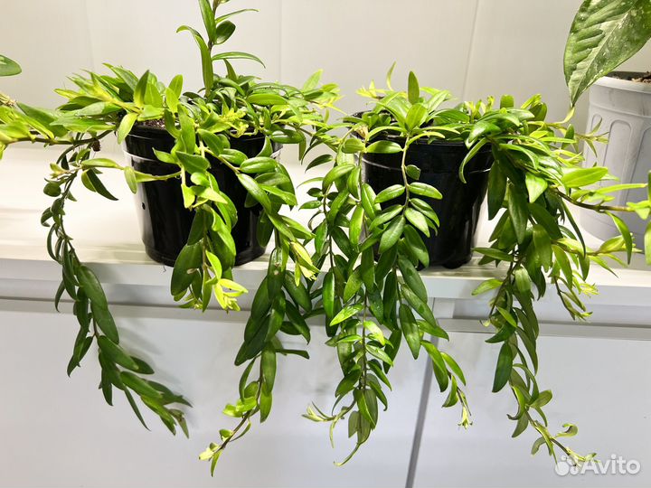 Комнатные растения цветы-эсхинантус