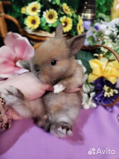 Карликовые кролики. Большой выбор