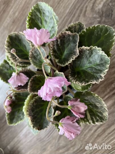 Фиалки листья на срез