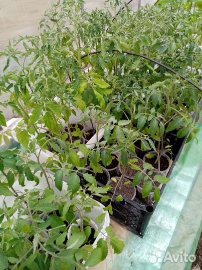 Рассада помидоры, перцы, баклажаны