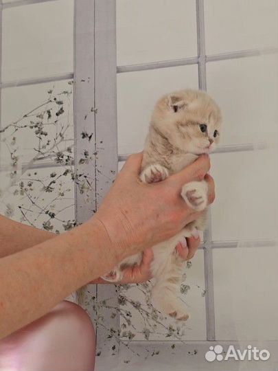 Маленькая куколка лиловая золотая шиншилла