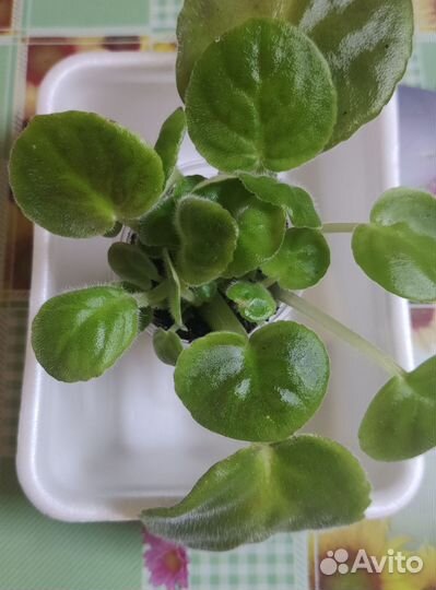 Фиалки (листы с детками)