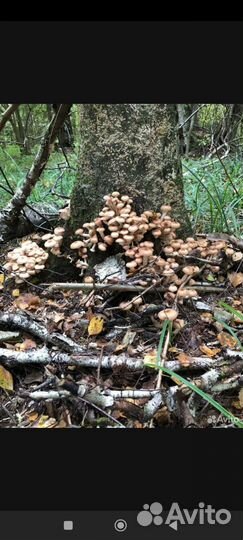 Грибы опята свежие