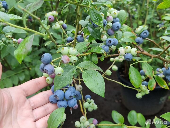 Голубика садовая