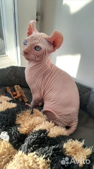 Канадский сфинкс эльф котенок