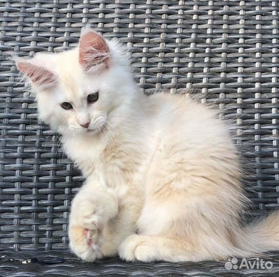 Котята мейн-кун