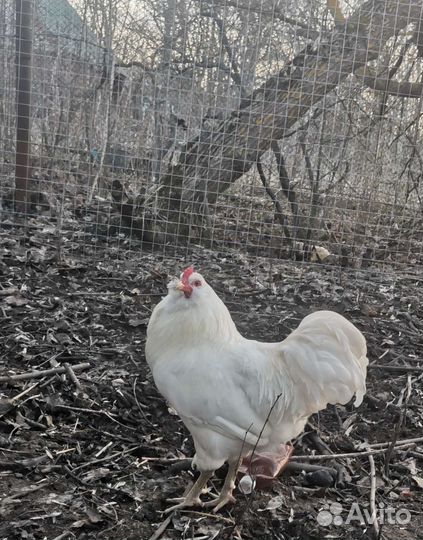 Цыплята Амераукана