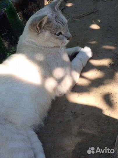 Котик ищет дом