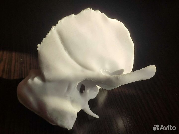 Височная кость