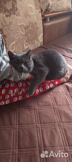 Отдам кота