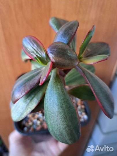 Крассула толстянка