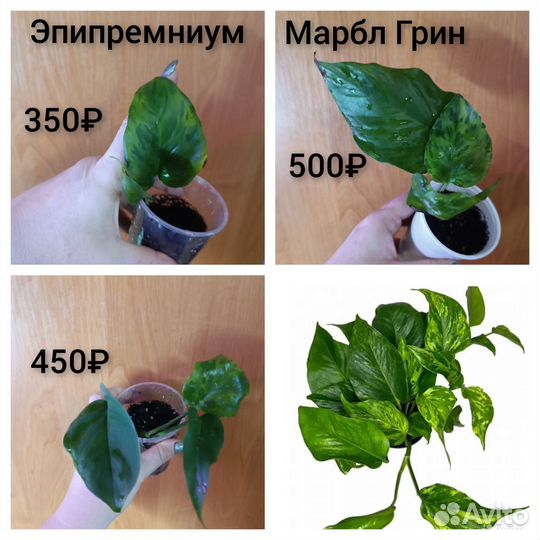 Сциндапсусы и эпипремнумы