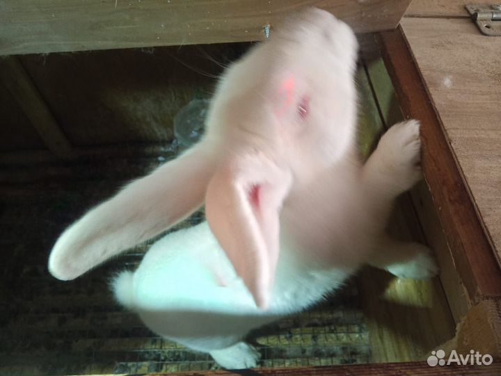 Кролик белый паннон самец