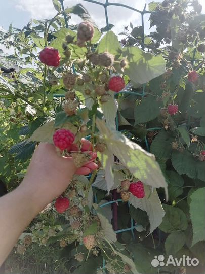 Ремонтантная малина