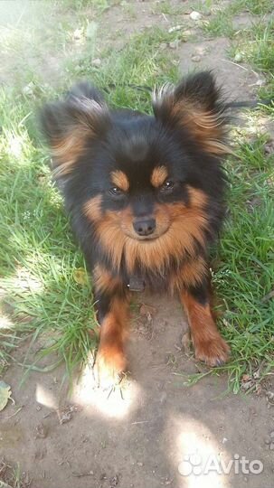 Собака для вязки