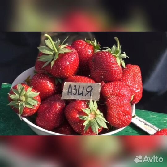 Рассада виктории