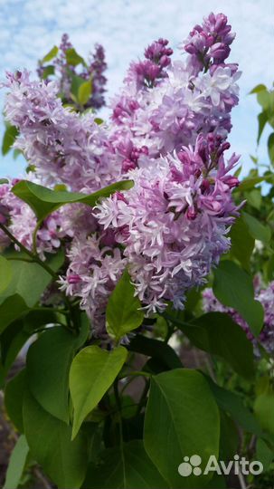 Сирень Сортовая Коллекция