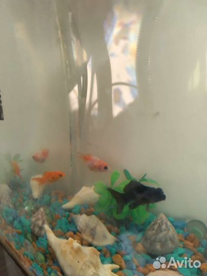 Аквариумные рыбки