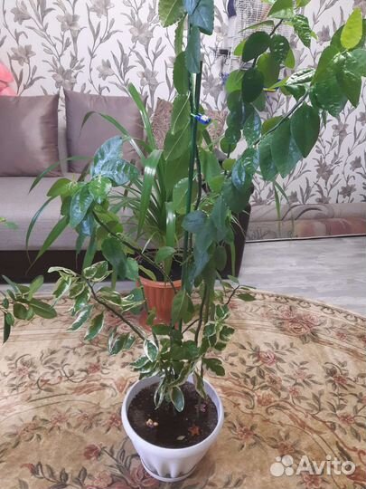 Педилантус