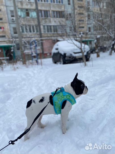 Французский бульдог