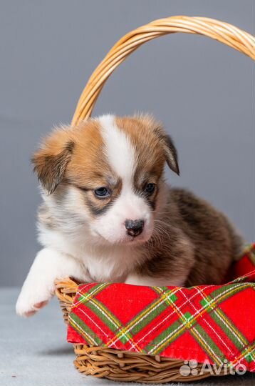 Щенки коржики