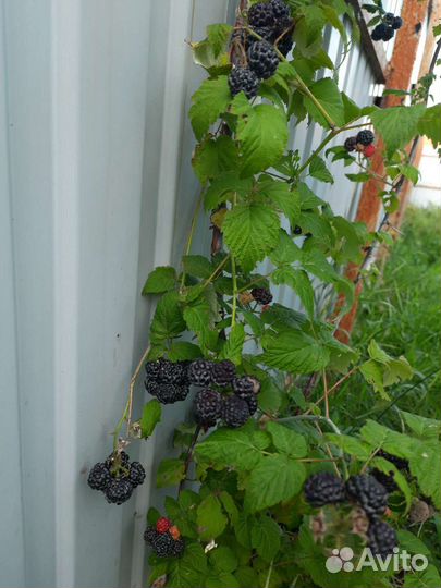 Саженцы чёрной малины