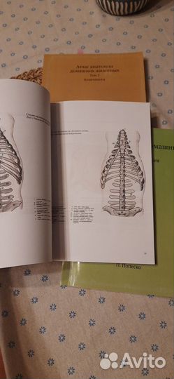 Атлас анатомии домашних животных
