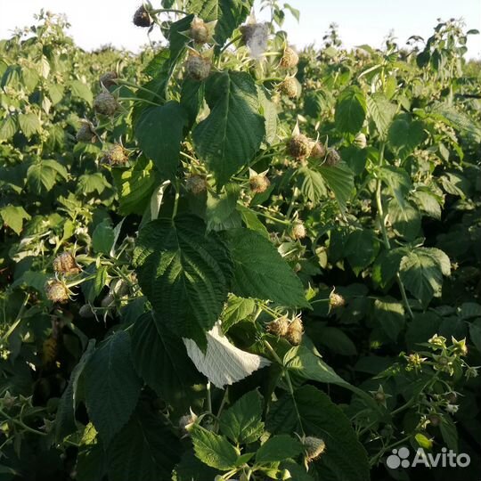 Саженцы ремонтантной малины