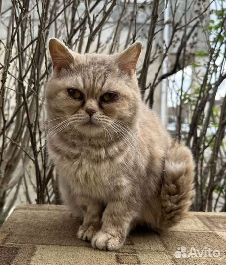 Кошка в дар