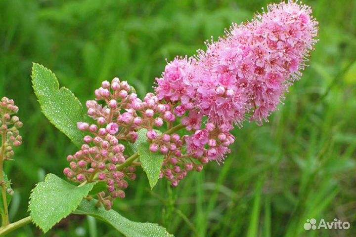 Спирея Дугласа розовая