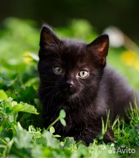 Котята, стерилизую