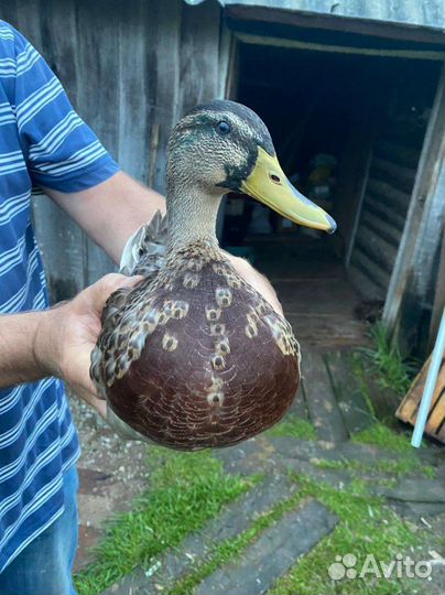 Утки, кролики