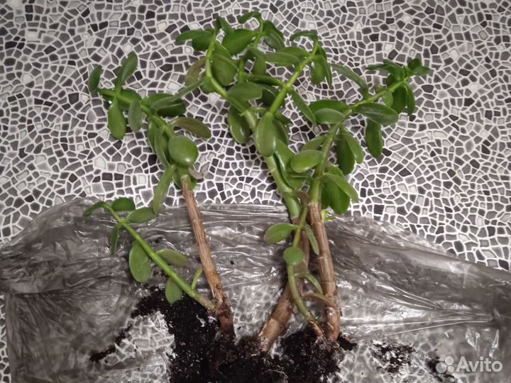 Денежное дерево