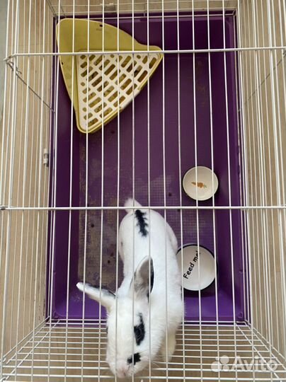 Кролик декоративный бесплатно с клеткой, лотком