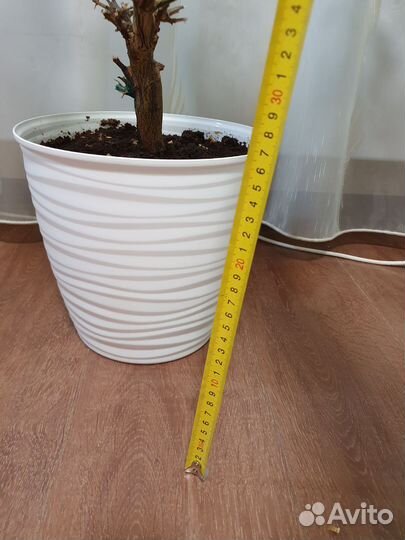 Мандариновое дерево с плодами