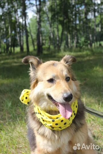 Красотка Милена очень хочет домой из приюта