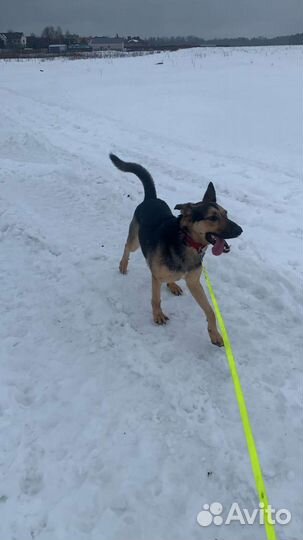 Собака в добрые руки отдам бесплатно