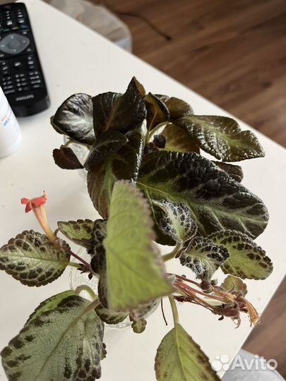 Эписции сортовые укорененные