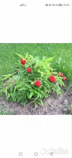 Саженцы Тибетской малины