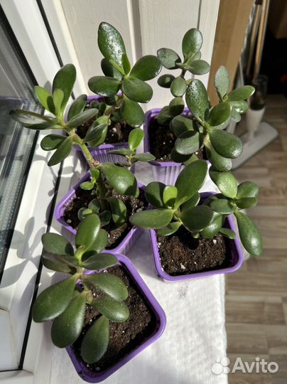 Денежное дерево (крассула)