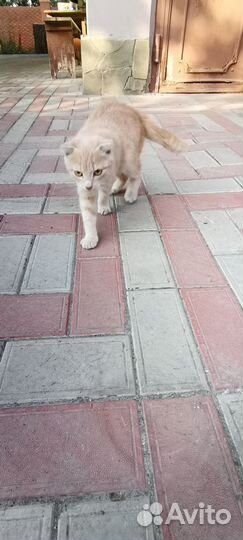 Котята в добрые руки отдам бесплатно