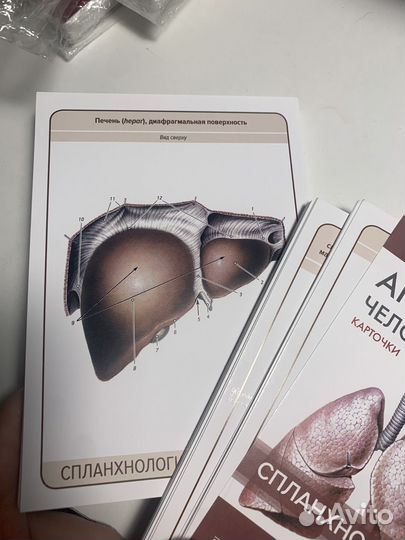 Карточки анатомяи человека спланхнология Сапин