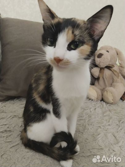 Кошечка в добрые руки