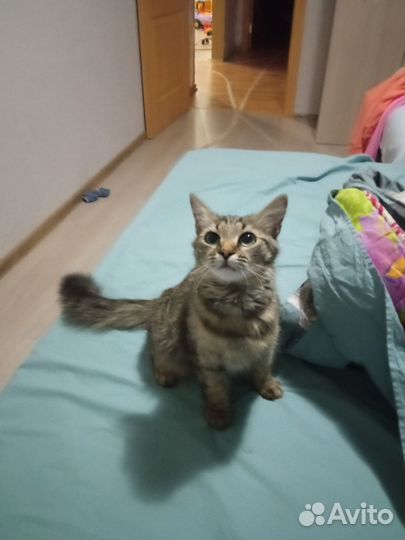 Отдам бесплатно кошку