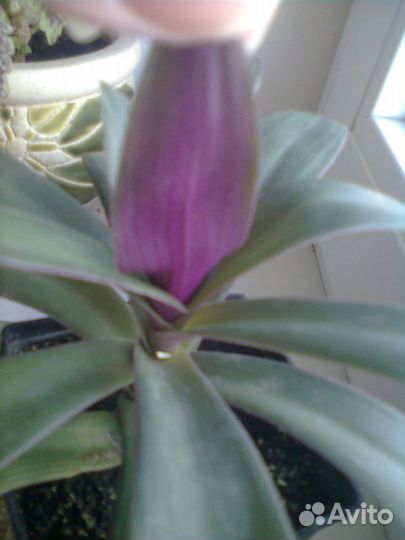 Рео, Сансевиерия