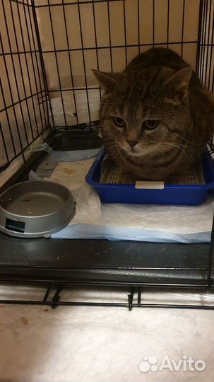 Британский котик