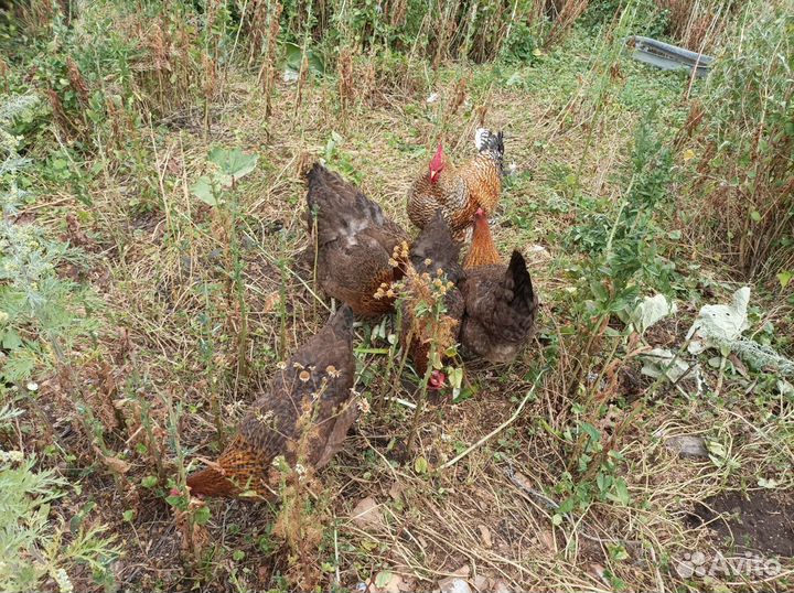 Инкубационные яйца Билефельдер Криль