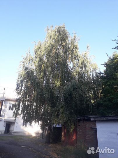 Береза повислая семена