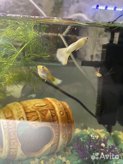 Гуппи желтая платина
